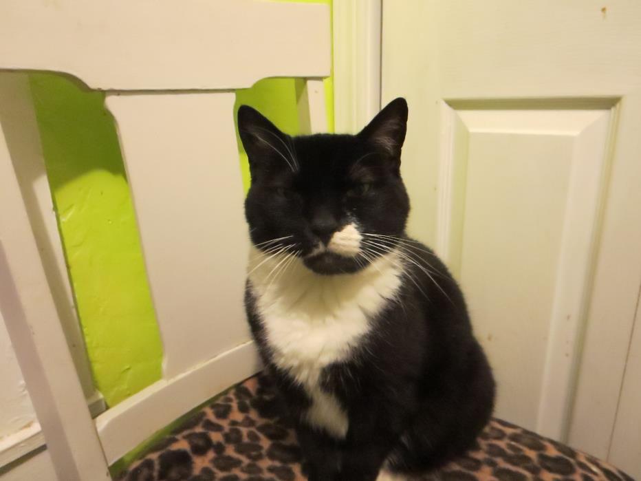 Adopt Berton a Black & White or Tuxedo Domestic Mediumhair (medium coat) cat in