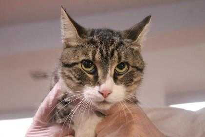 Adopt CATRINA a Tan or Fawn Domestic Shorthair / Domestic Shorthair / Mixed cat
