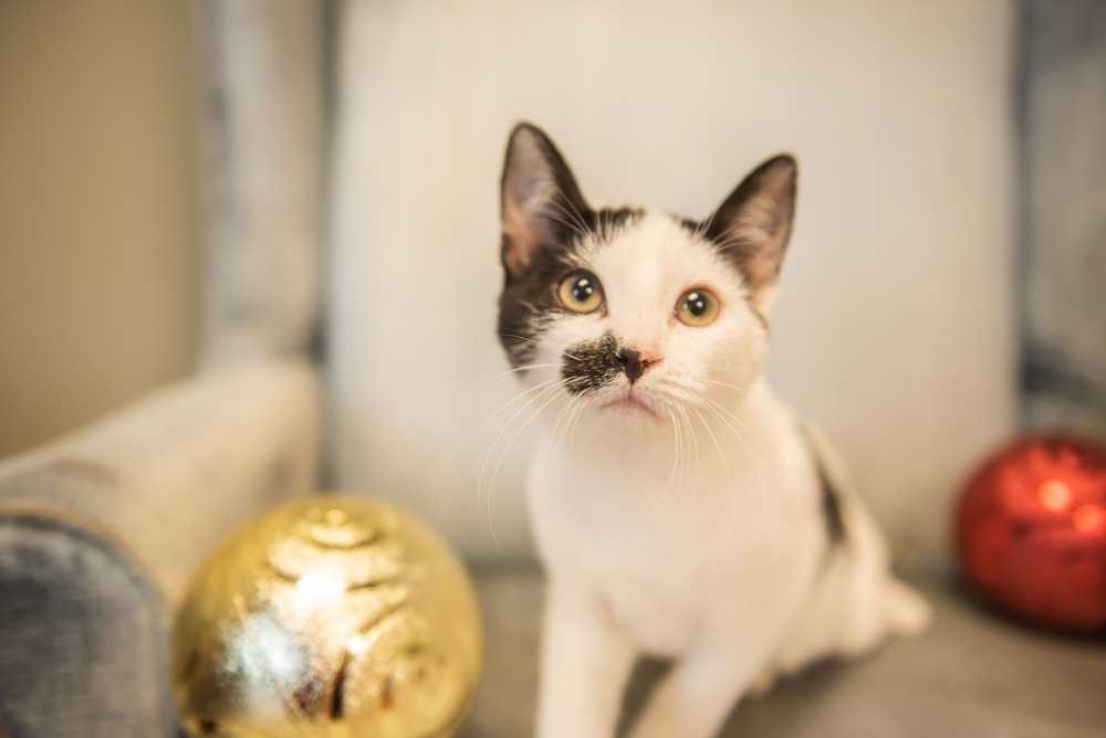 Adopt Duncan a Domestic Shorthair / Mixed cat in Woodstock, GA (24174999)