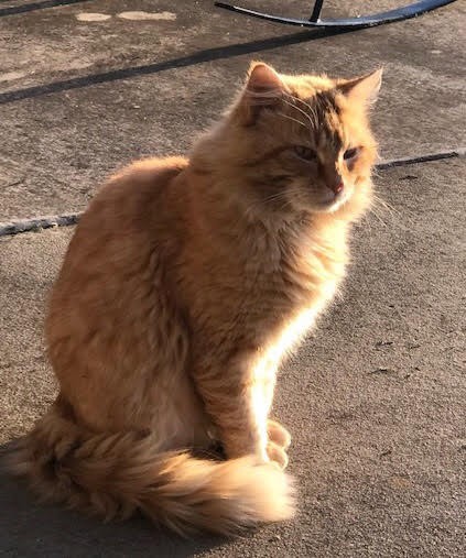 Adopt Buff a Orange or Red Tabby Domestic Mediumhair (medium coat) cat in