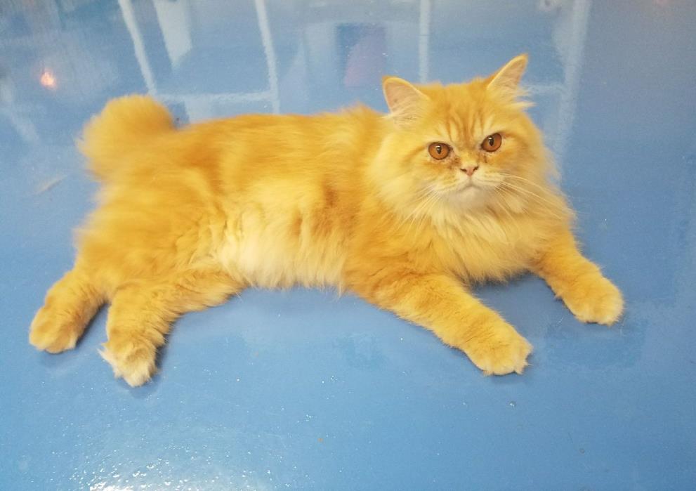 Adopt Harry a Persian