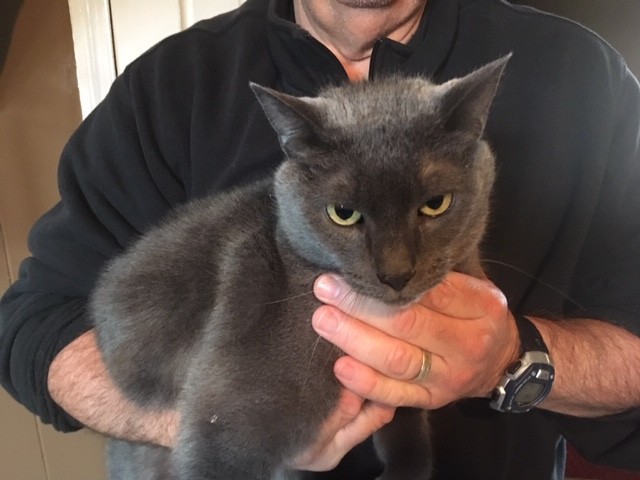 Adopt Smokey a Gray or Blue American Shorthair / Mixed cat in Ridgeway