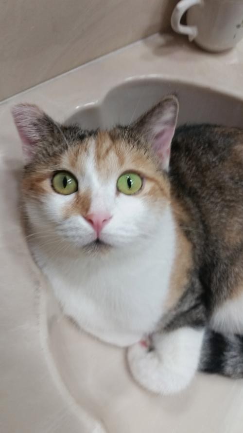 Adopt Daisy Duke a Calico or Dilute Calico Calico / Mixed (short coat) cat in