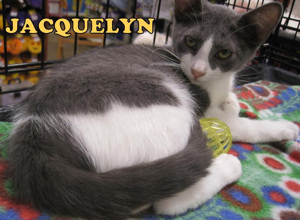 Adopt Jacquelyn a White (Mostly) Domestic Shorthair (short coat) cat in