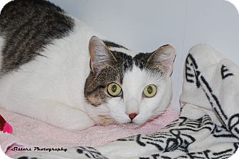 Adopt Charisma a White (Mostly) Domestic Shorthair (short coat) cat in Lincoln