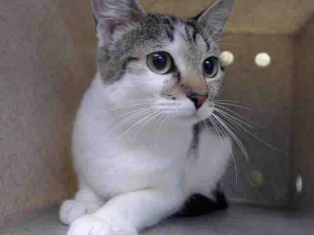 Adopt SPOTTY a White (Mostly) Domestic Shorthair / Mixed (short coat) cat in