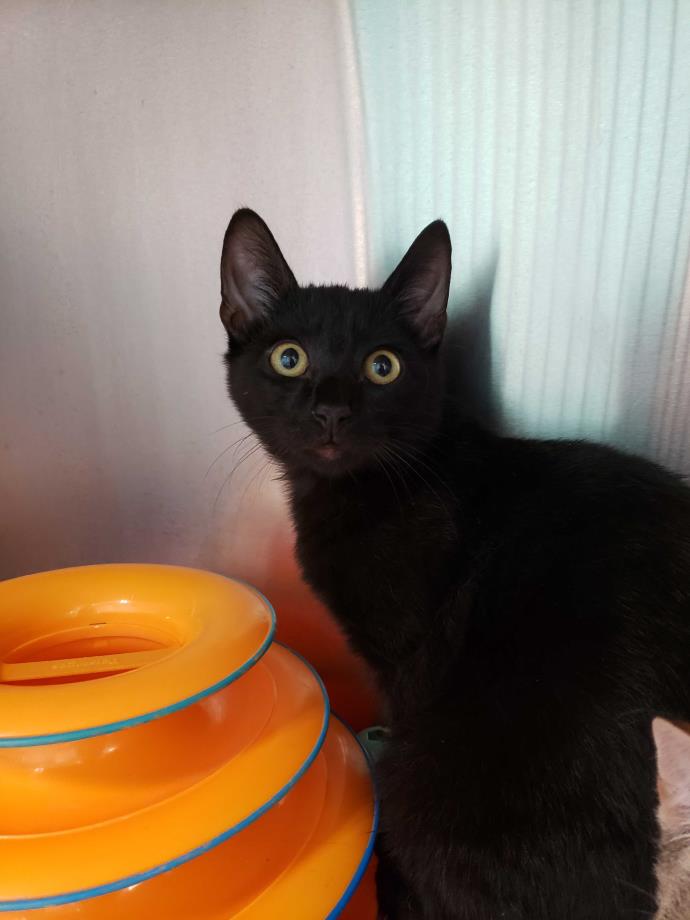 Adopt Paul a All Black Domestic Shorthair (short coat) cat in Umatilla