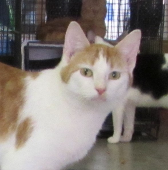 Adopt Bruce a Orange or Red (Mostly) Domestic Shorthair (short coat) cat in