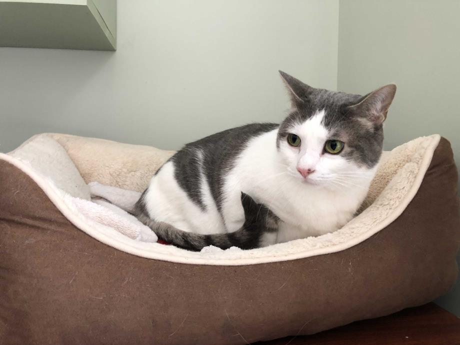 Adopt Jackson a Gray, Blue or Silver Tabby Domestic Shorthair (short coat) cat