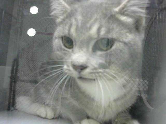Adopt MINNIE a Gray, Blue or Silver Tabby Domestic Shorthair / Mixed (short