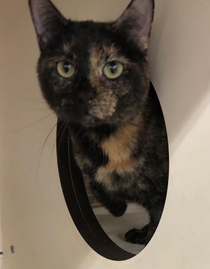 Adopt Lilly a Tortoiseshell, Domestic Short Hair