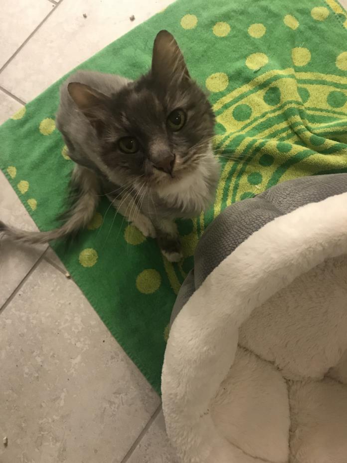 Adopt Belle a Gray or Blue Domestic Longhair / Mixed cat in Las Vegas
