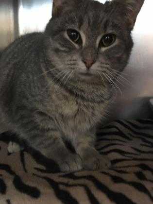 Adopt Nona a Gray or Blue Domestic Shorthair / Domestic Shorthair / Mixed cat in
