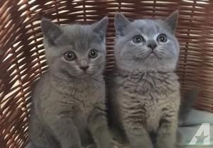 Beautiful Blue British Shorthair Kittens