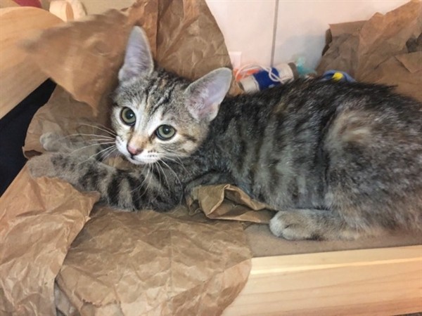 Adopt Monica 902 a Domestic Shorthair / Mixed cat in Bonsall, CA (24625262)