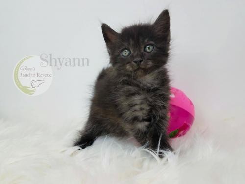 Adopt Baby Shyann a Tortoiseshell Domestic Longhair / Mixed (long coat) cat in