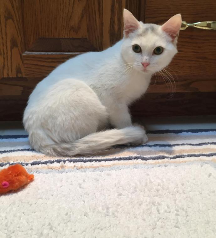 Adopt Wylie a White (Mostly) Domestic Shorthair (short coat) cat in Mt Pleasant