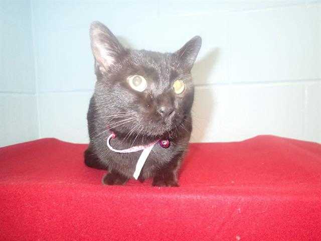 Adopt HARLEY a All Black Domestic Shorthair / Mixed (short coat) cat in St.
