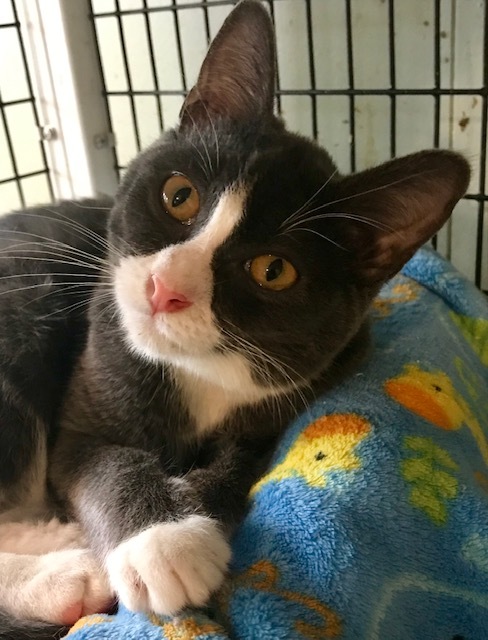 Adopt Eddie a Domestic Short Hair