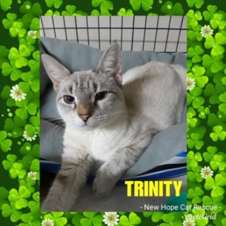 Adopt Trinity a Cream or Ivory (Mostly) Siamese (short coat) cat in Kennedale
