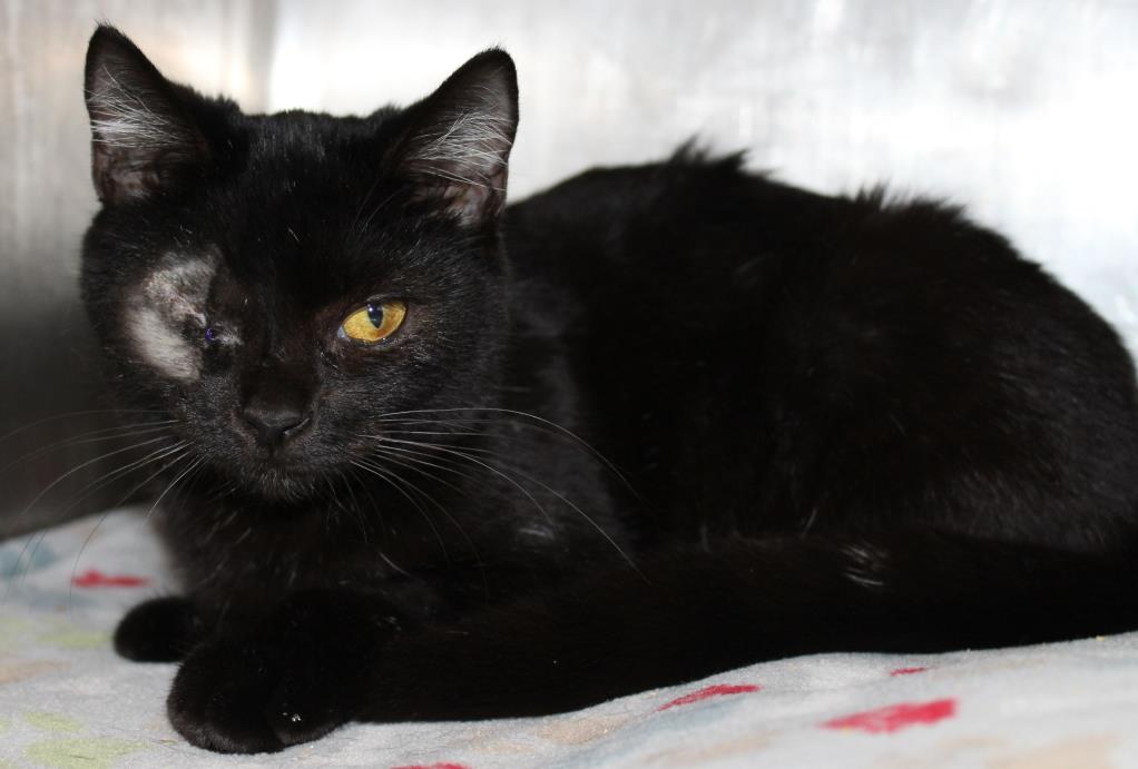 Adopt Pointsietta a Domestic Short Hair