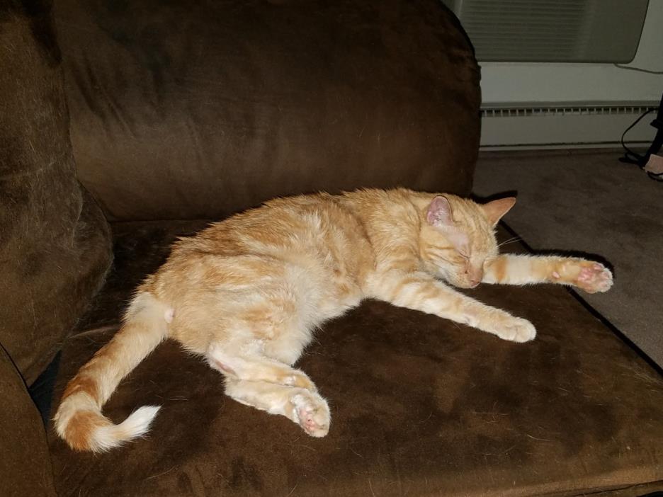 Adopt Squeekers a Orange or Red American Shorthair / Mixed cat in Hatfield