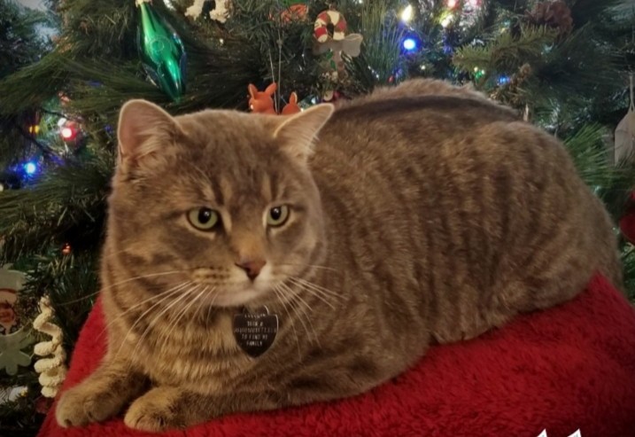 Adopt Yondu a Gray, Blue or Silver Tabby Domestic Shorthair cat in Colorado