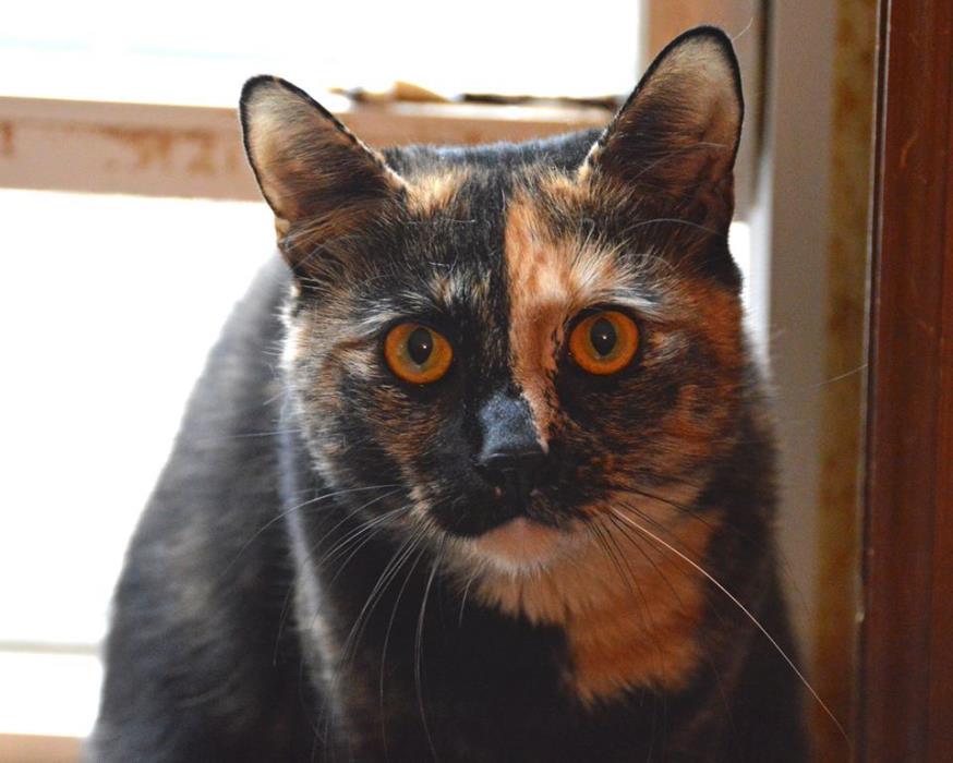 Adopt Toffee a Tortoiseshell