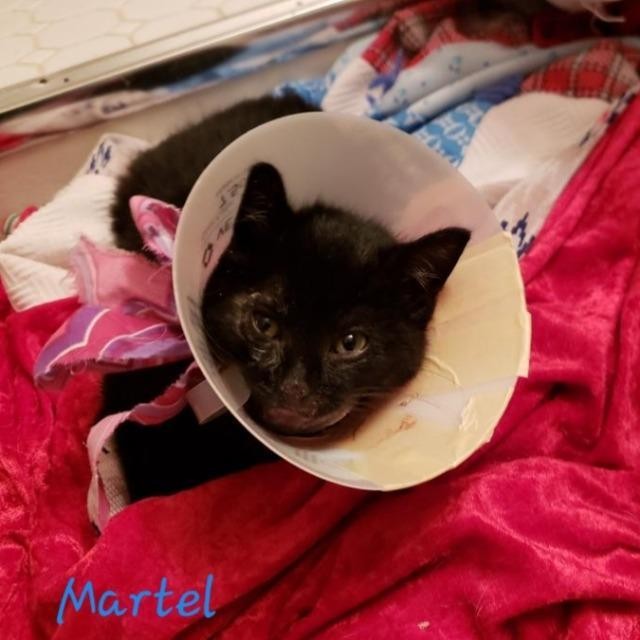 Adopt Martel a Domestic Mediumhair / Mixed (short coat) cat in Cedar Rapids