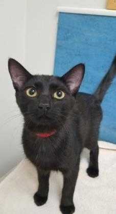 Adopt Paisley a Brown or Chocolate Domestic Shorthair / Domestic Shorthair /