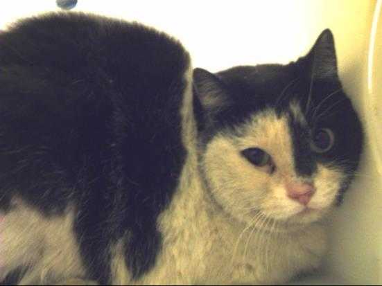 Adopt KAYLA a White (Mostly) Domestic Shorthair / Mixed (short coat) cat in