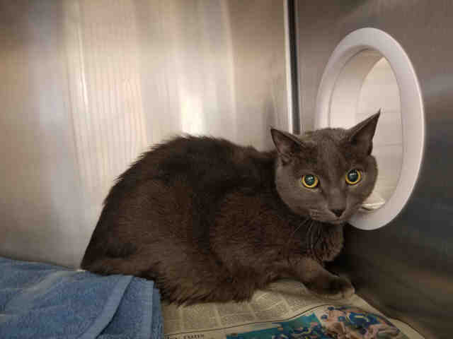 Adopt BOO BOO a Gray or Blue Russian Blue / Mixed (short coat) cat in Castaic