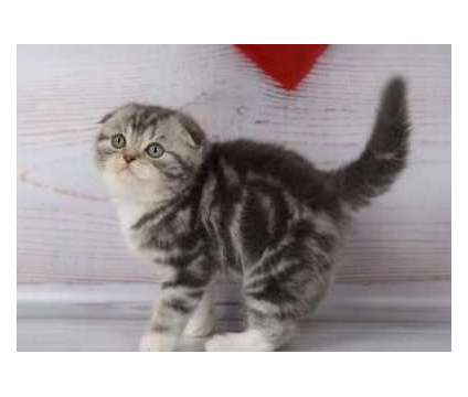 gfdgnf Scottish fold kittens available