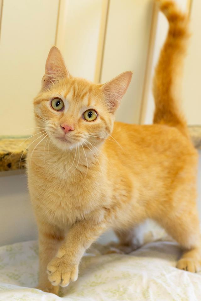 Adopt Vida a Tabby, Domestic Short Hair
