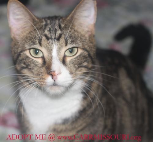 Adopt Comet a Brown Tabby American Shorthair / Mixed (short coat) cat in Holden