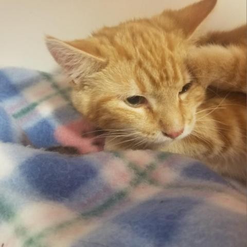 Adopt Target a Orange or Red Domestic Shorthair cat in Toledo, OH (24656345)