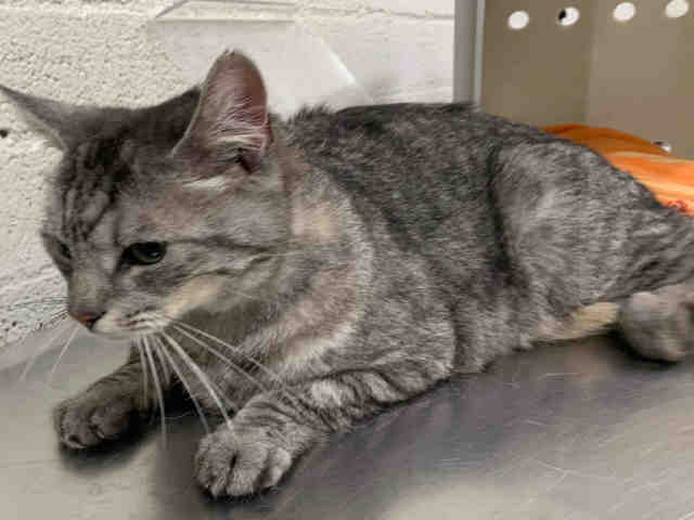 Adopt YODA a Gray or Blue Domestic Shorthair / Mixed (short coat) cat in Baldwin