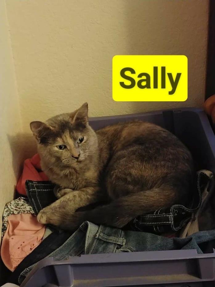 Adopt Sally a Calico or Dilute Calico Domestic Shorthair (short coat) cat in Oak