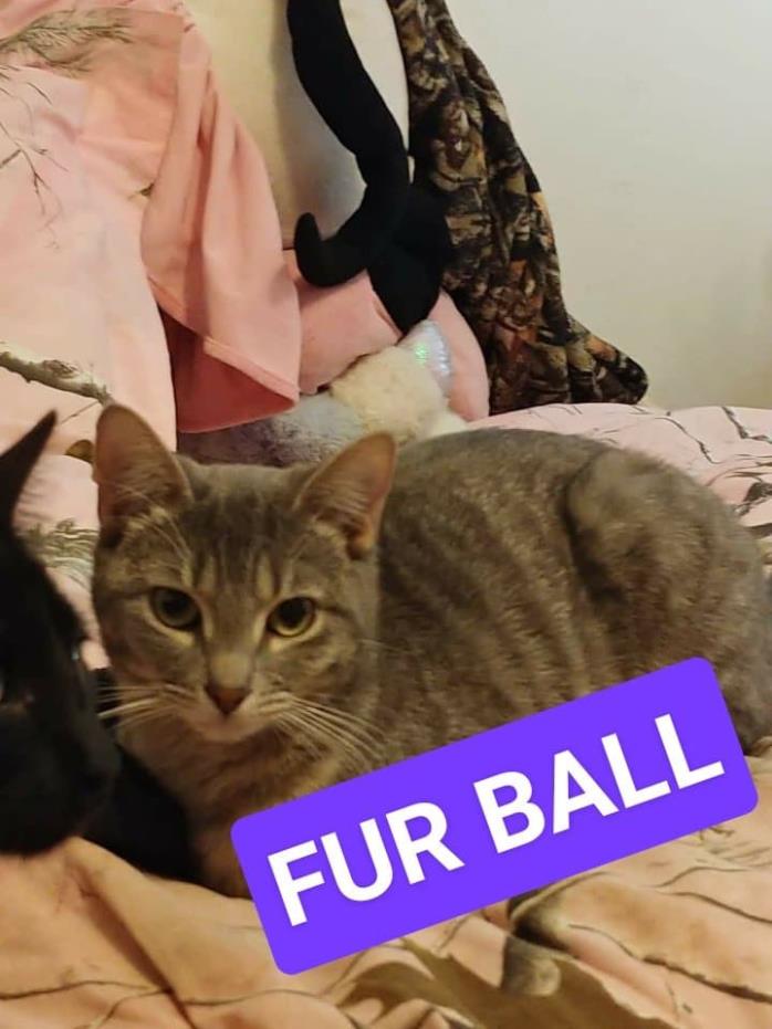 Adopt Fur ball a Gray or Blue (Mostly) Domestic Mediumhair (medium coat) cat in