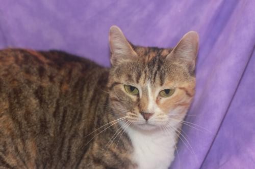 Adopt Sydney a Calico or Dilute Calico British Shorthair / Mixed (short coat)