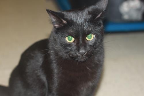 Adopt Night Talker a All Black Bombay / Mixed (short coat) cat in Holden