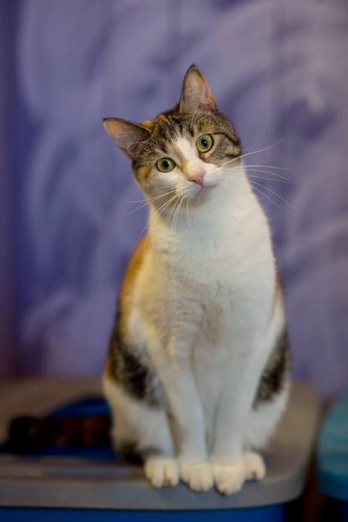 Adopt Brooklyn a White American Shorthair / Mixed (short coat) cat in Holden
