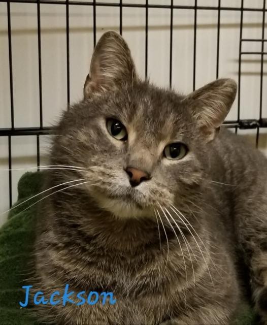Adopt Jackson a Domestic Shorthair / Mixed (short coat) cat in Cedar Rapids