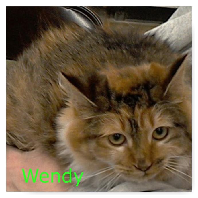 Adopt Wendy a Domestic Medium Hair