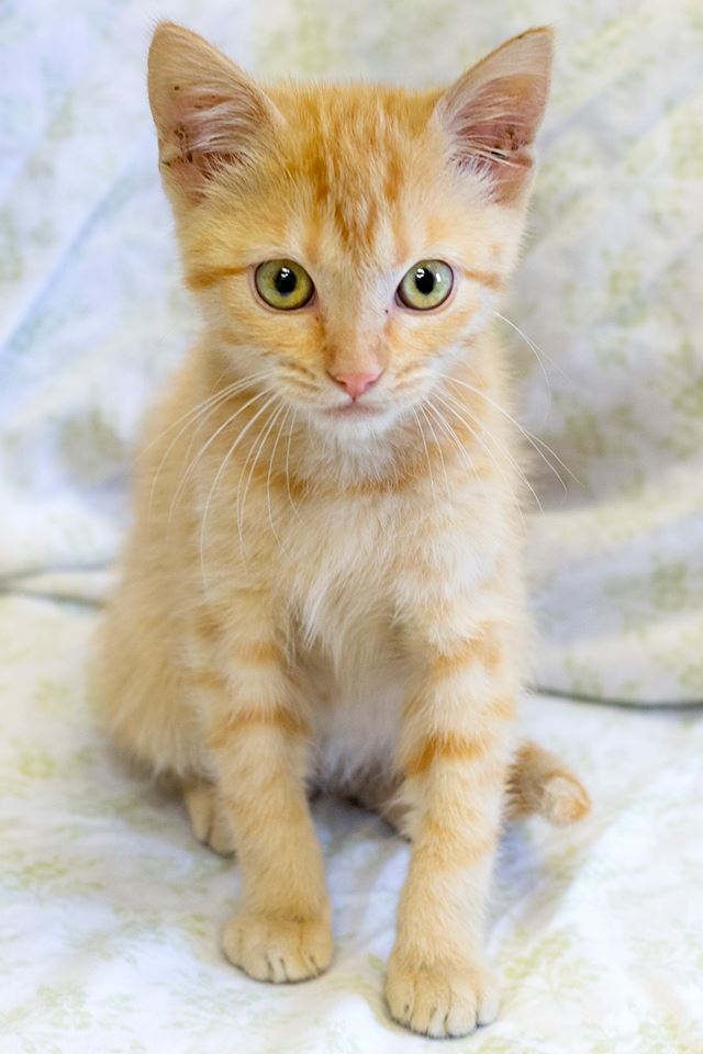Adopt Sloan a Tabby, Domestic Short Hair