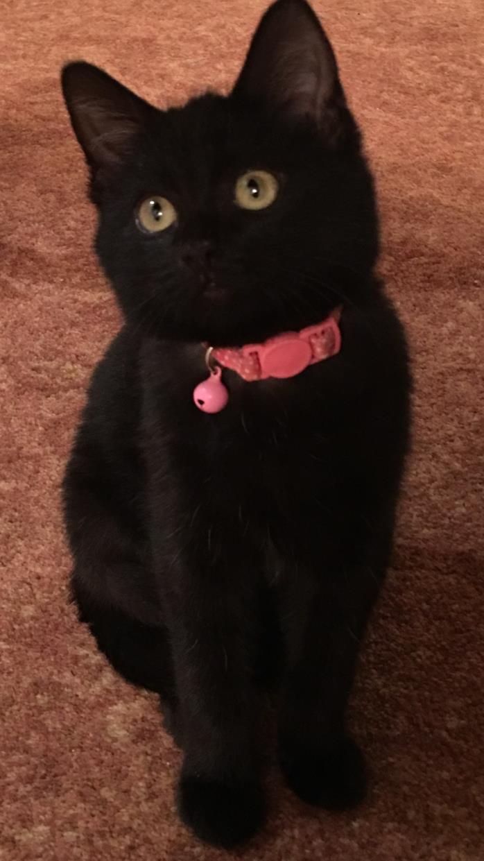 Adopt Bravo a All Black Domestic Shorthair (short coat) cat in Richmond