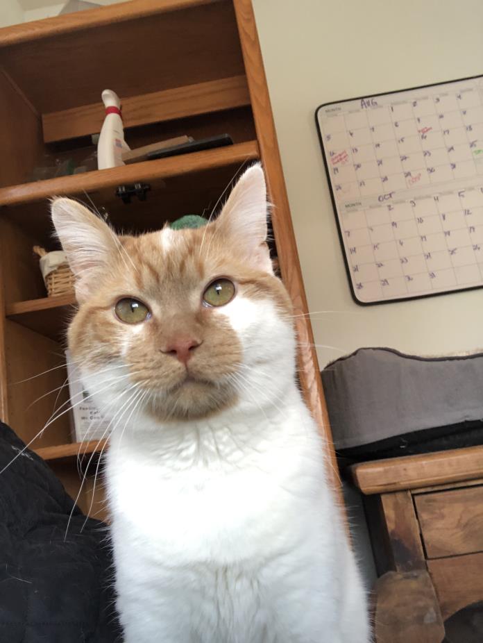 Adopt Kermit a British Shorthair