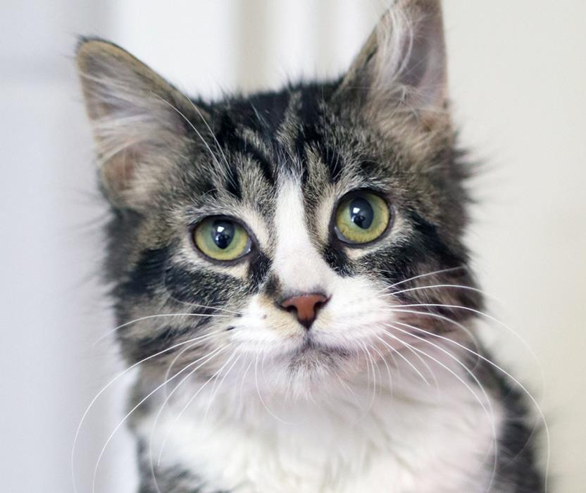 Adopt Benny a Tabby, Domestic Medium Hair