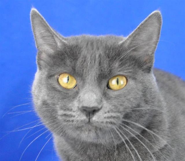 Adopt Janie a Domestic Short Hair