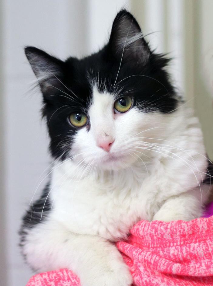 Adopt Banksy a Tuxedo, Domestic Medium Hair